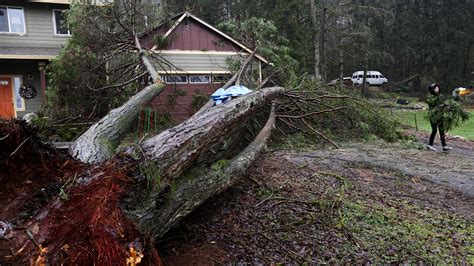 15 year old killed by tree